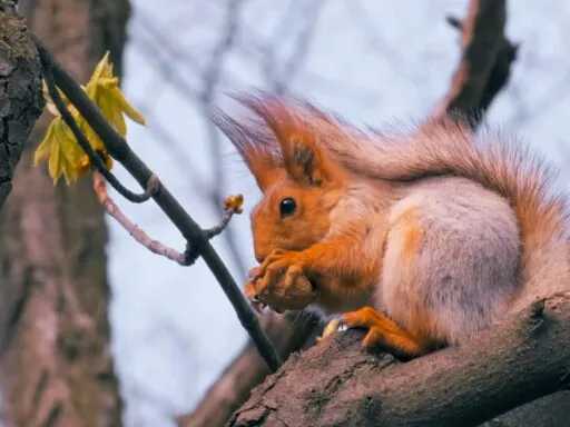 Squirrels