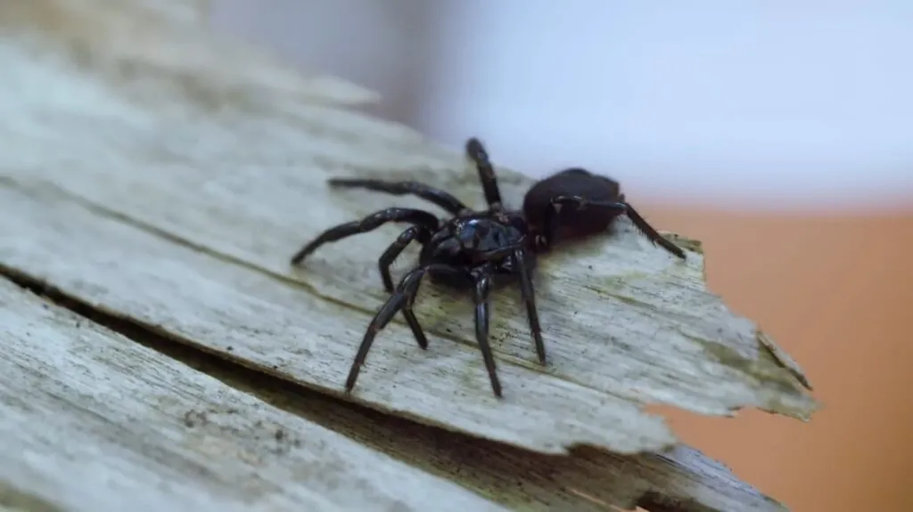 Sydney Funnel-Web Spider