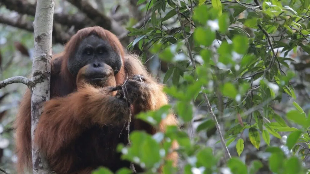 Tapanuli Orangutan - Top 10 Almost Extinct Animals