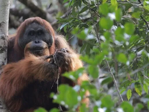 Tapanuli Orangutan - Top 10 Almost Extinct Animals