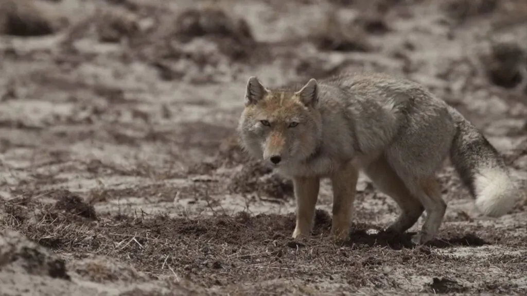 Tibetan Sand Fox