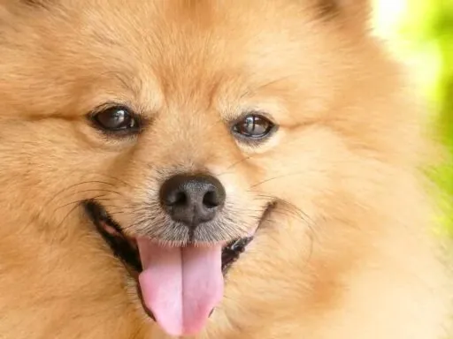 Top 10 cutest puppies