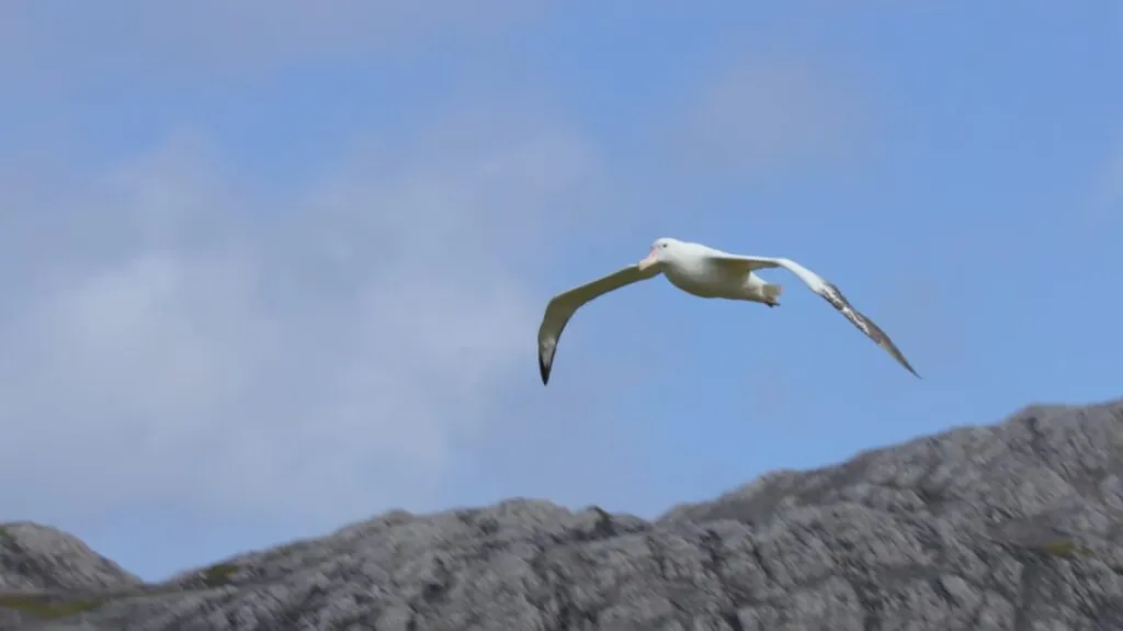 Wandering Albatross