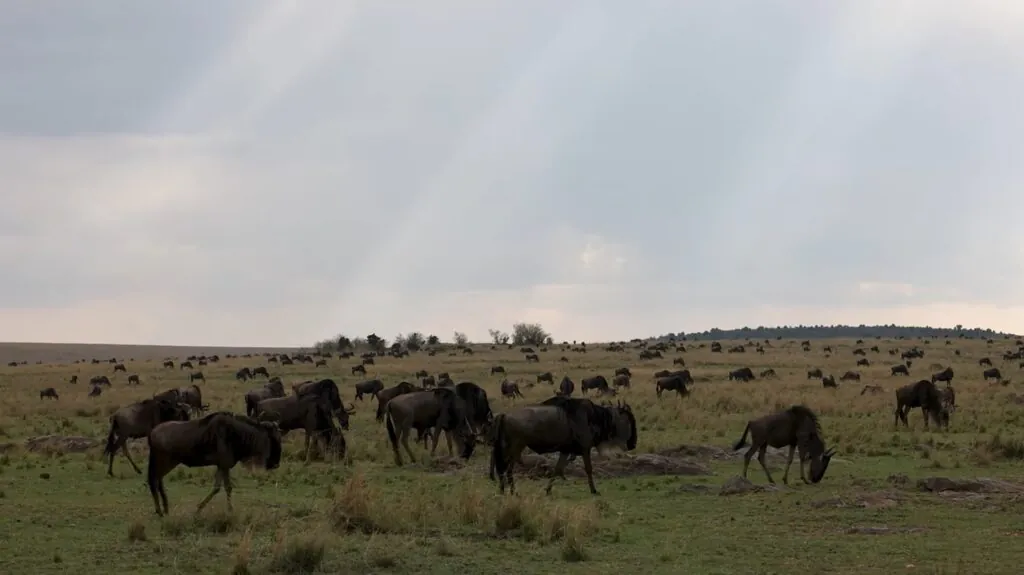 Wildebeest