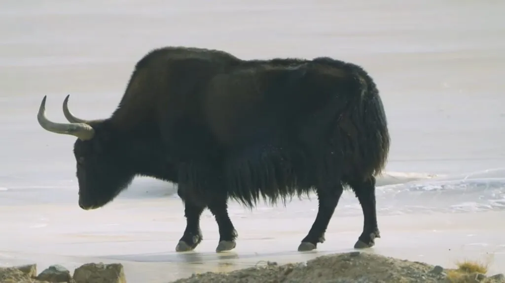 Yak