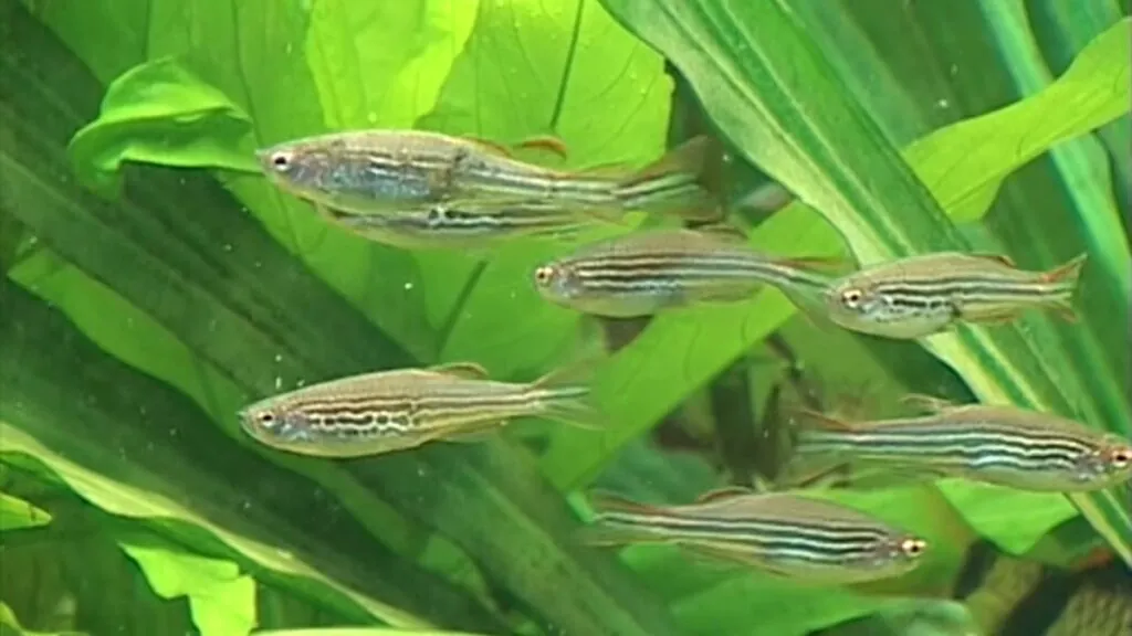 Zebrafish - Top 10 Animals Used for Research