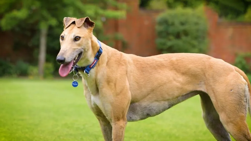 greyhound dog - Top 10 Fastest Land Animals in the World