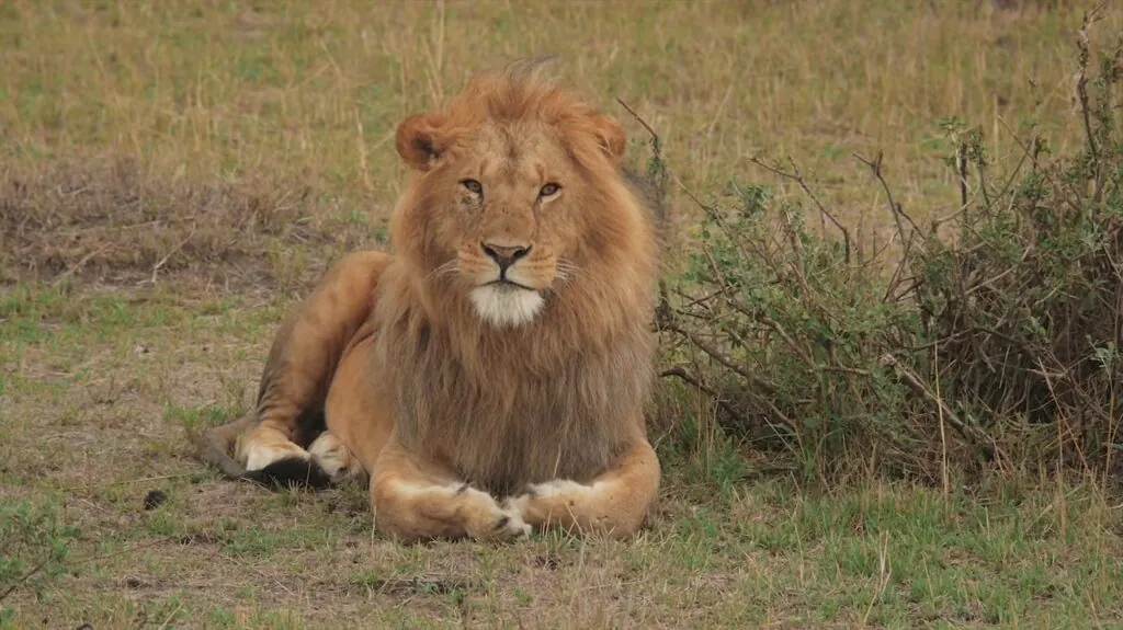 African Lion pictures