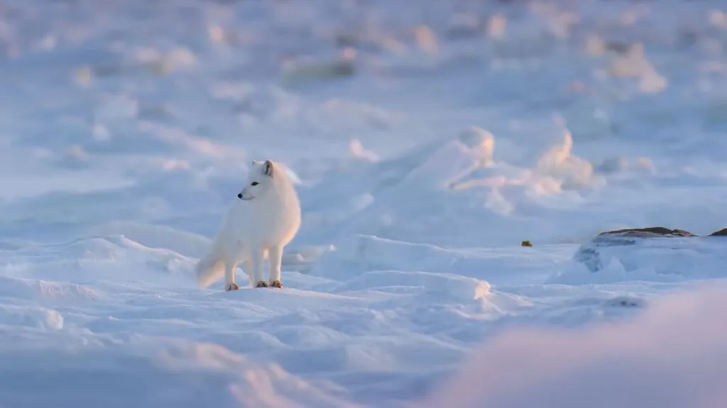 Arctic Fox - top 10 animals