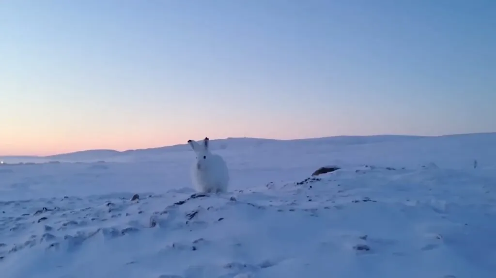 Arctic Hare