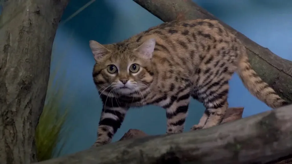 Black-Footed Cat pictures