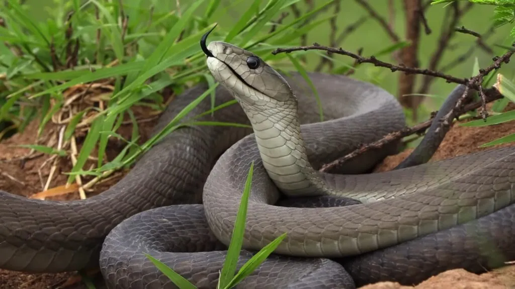 Black Mamba - top 10 deadliest snakes in the world