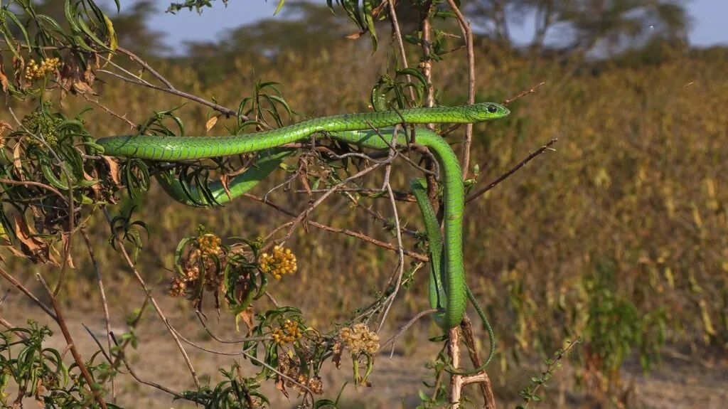 Boomslang - top 10 deadliest snakes in the world