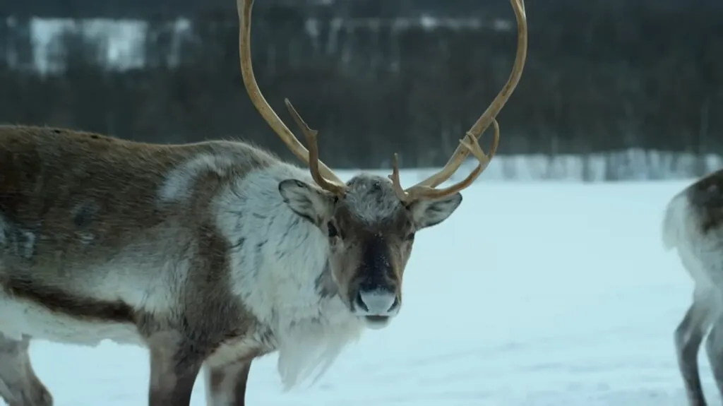 Caribou (Reindeer)