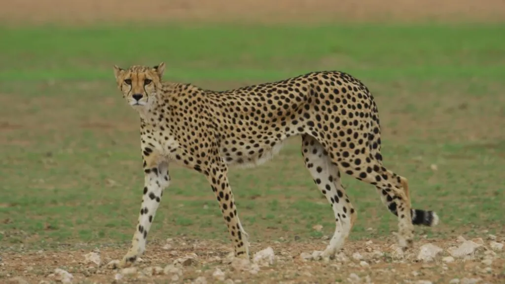 Cheetah pictures - Most Dangerous Cats in the World