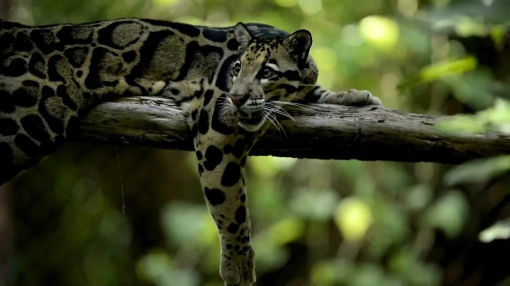 Clouded Leopard pictures