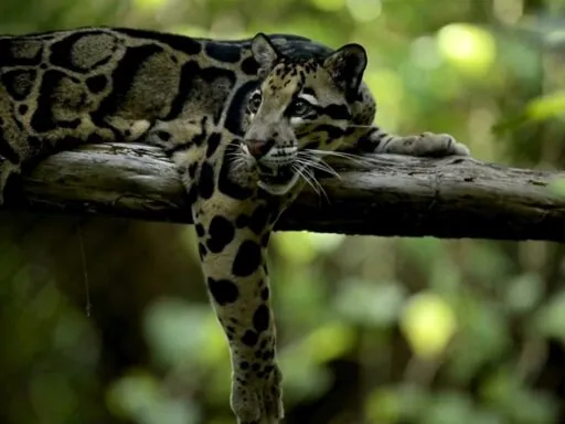 Clouded Leopard pictures