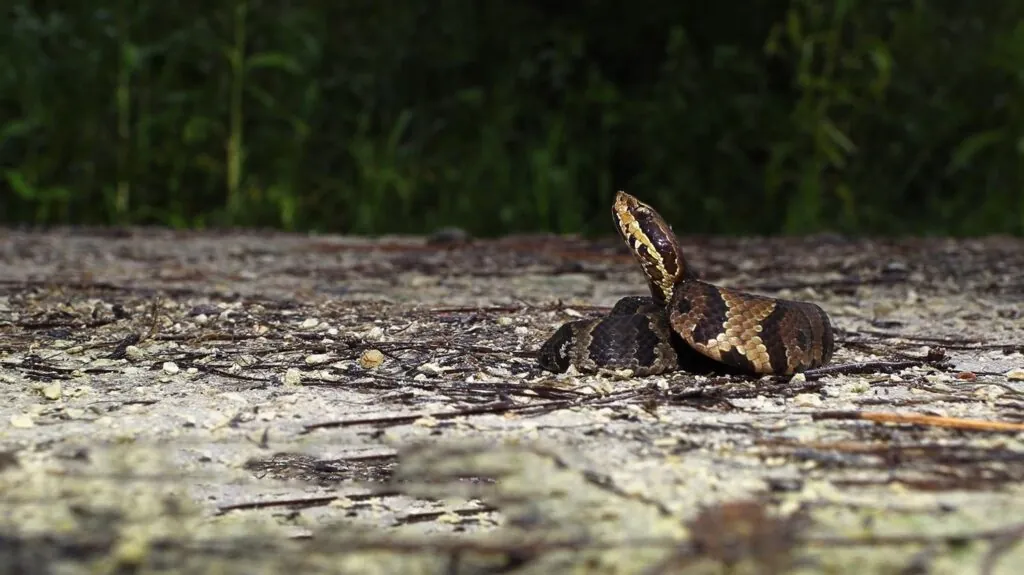 Cottonmouth Moccasin - top 10 deadliest snakes in the world