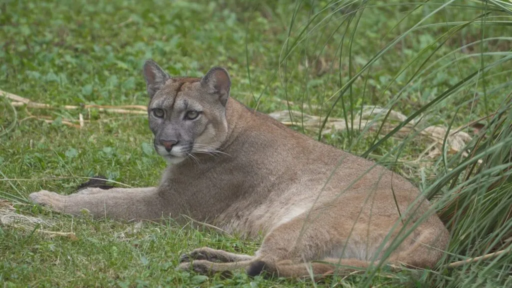 Cougar pictures - Most Dangerous Cats in the World