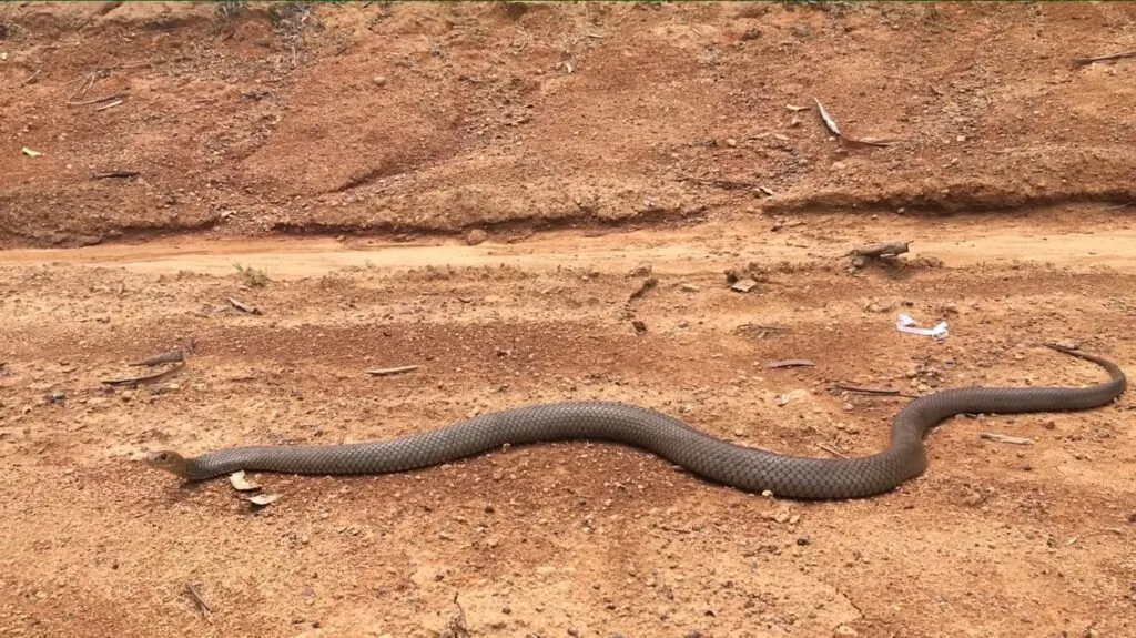 Eastern Brown Snake - top 10 deadliest snakes in the world