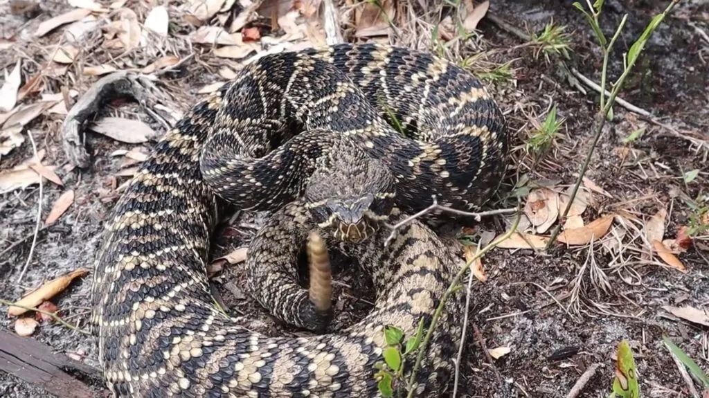 Eastern Diamondback Rattlesnake