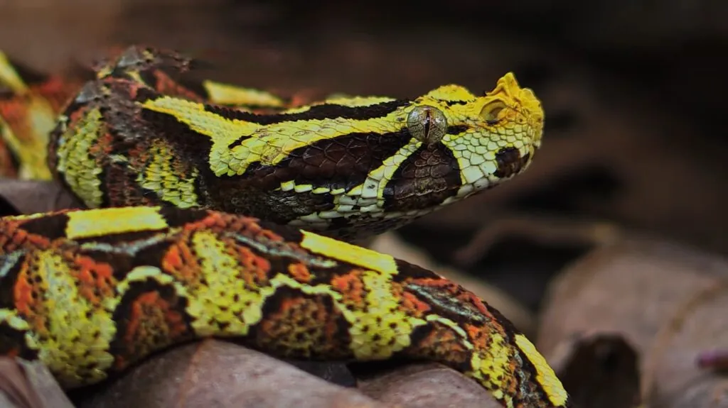 Gaboon Viper - top 10 deadliest snakes in the world