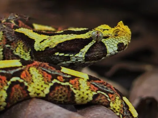 Gaboon Viper - top 10 deadliest snakes in the world