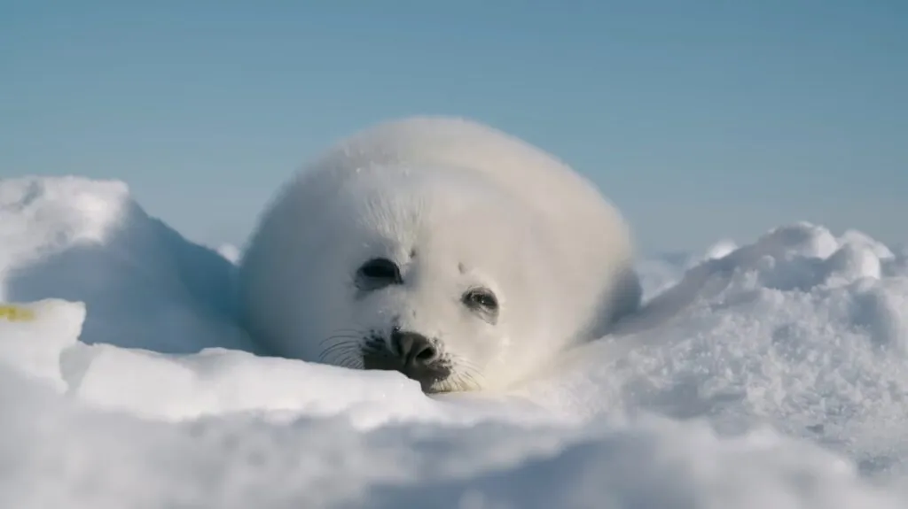 Harp Seal - top 10 animals