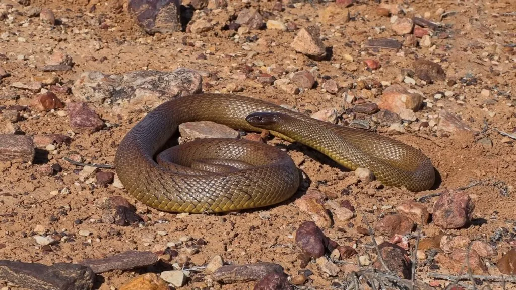 Inland Taipan - top 10 poisonous snakes in the world