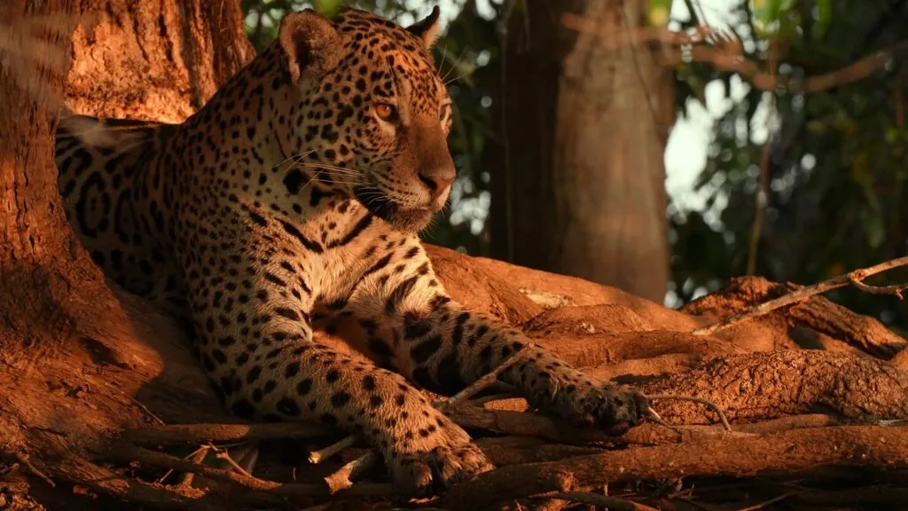 Jaguar pictures - Most Dangerous Cats in the World