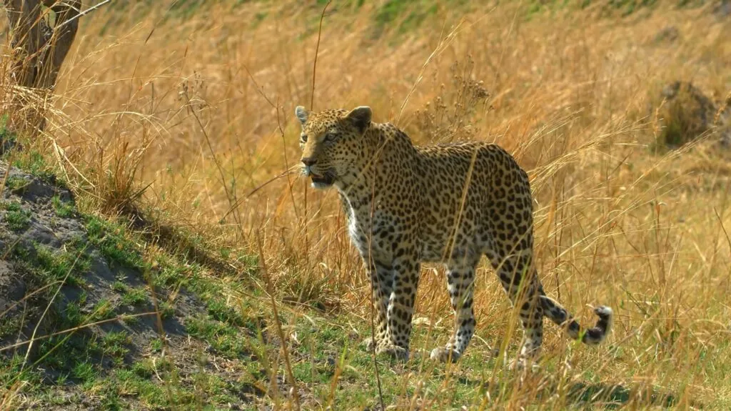 Leopard pictures - Most Dangerous Cats in the World