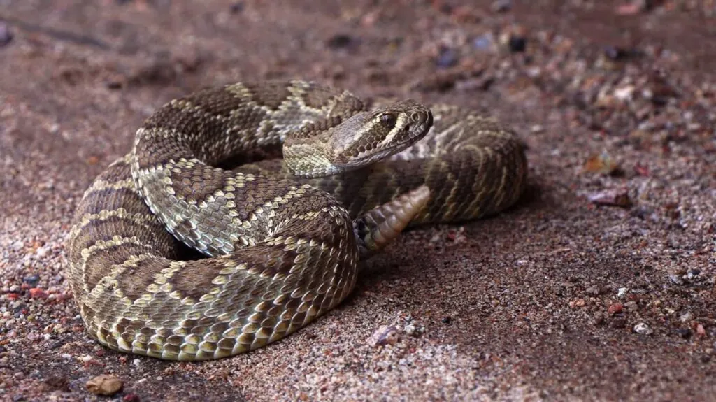 Mojave Rattlesnake - top 10 poisonous snakes in the world