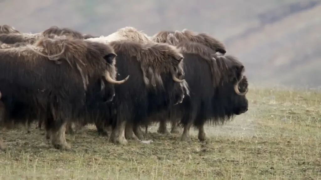 Musk Ox