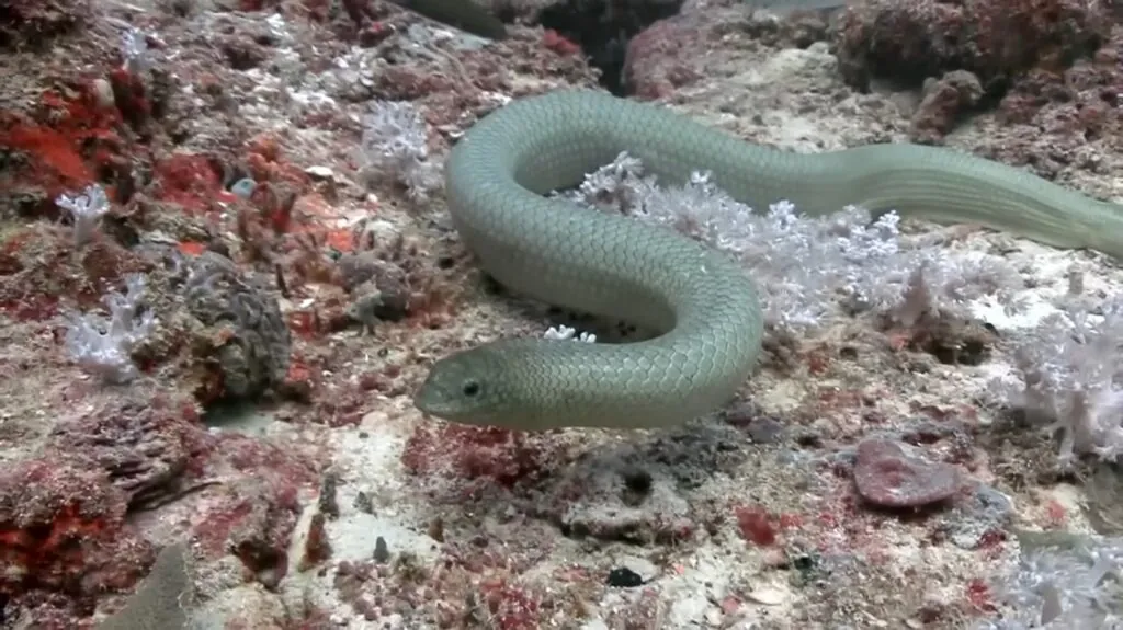 Olive Sea Snake - top 10 venomous snakes in the world