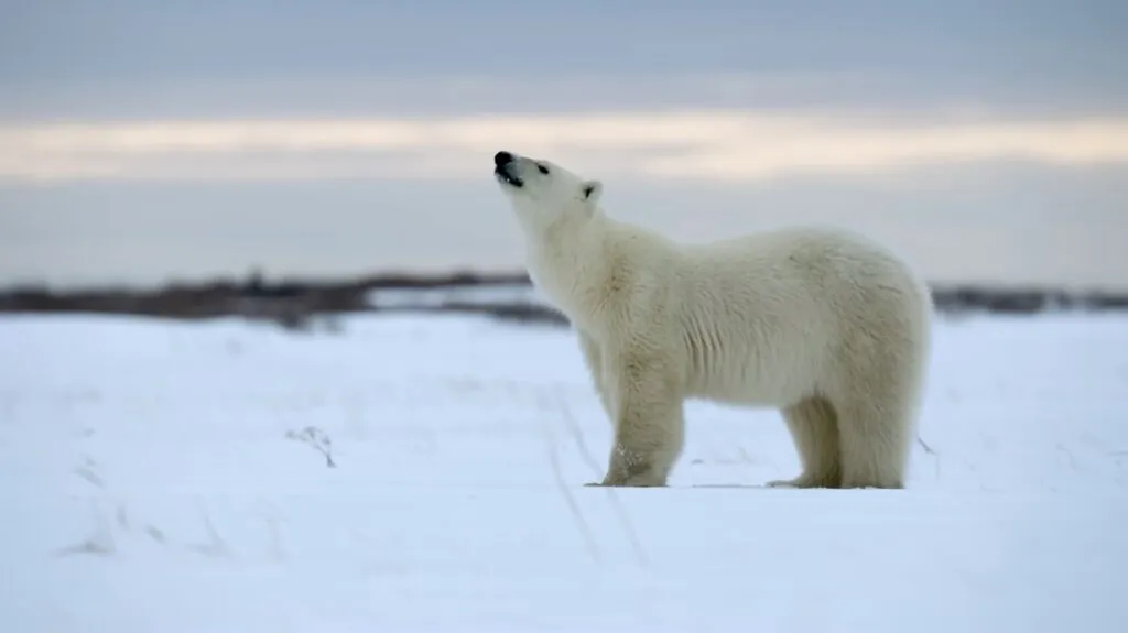 Polar Bear - top 10 arctic animals