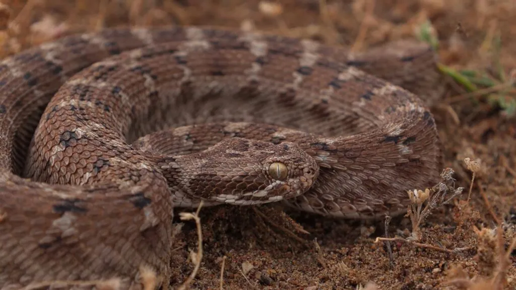 Saw-Scaled Viper - top 10 dangerous snakes in the world