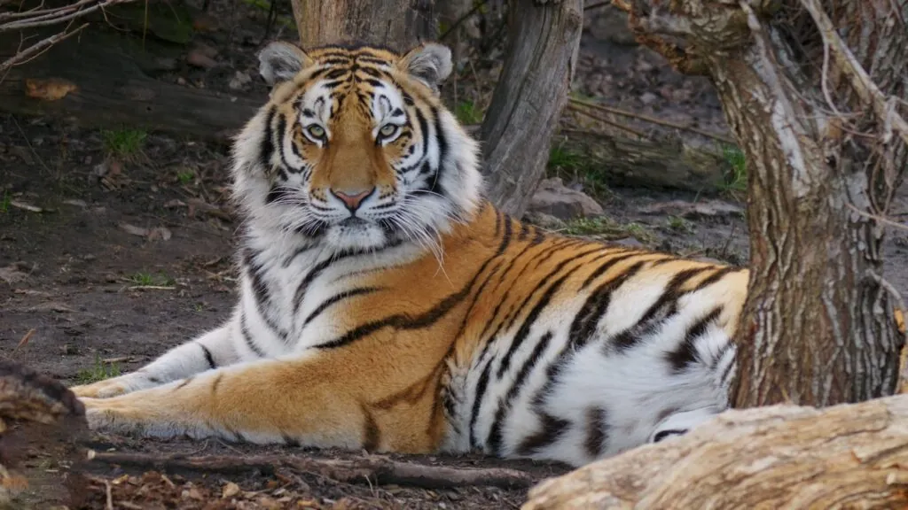 Siberian Tiger pictures - Most Dangerous Cats in the World