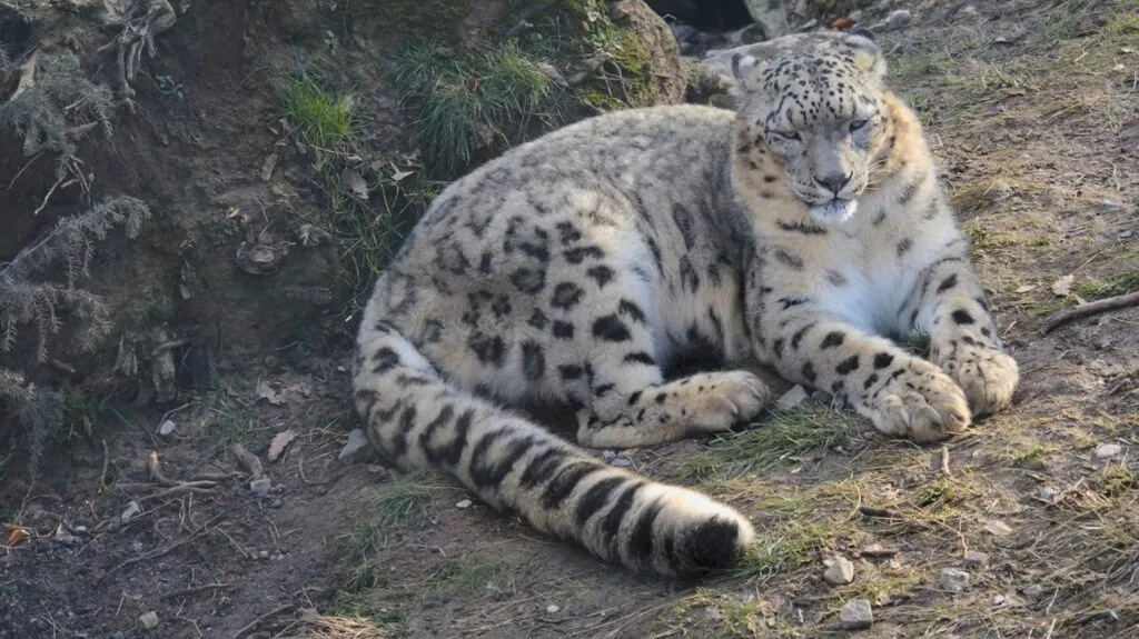 Snow Leopard pictures