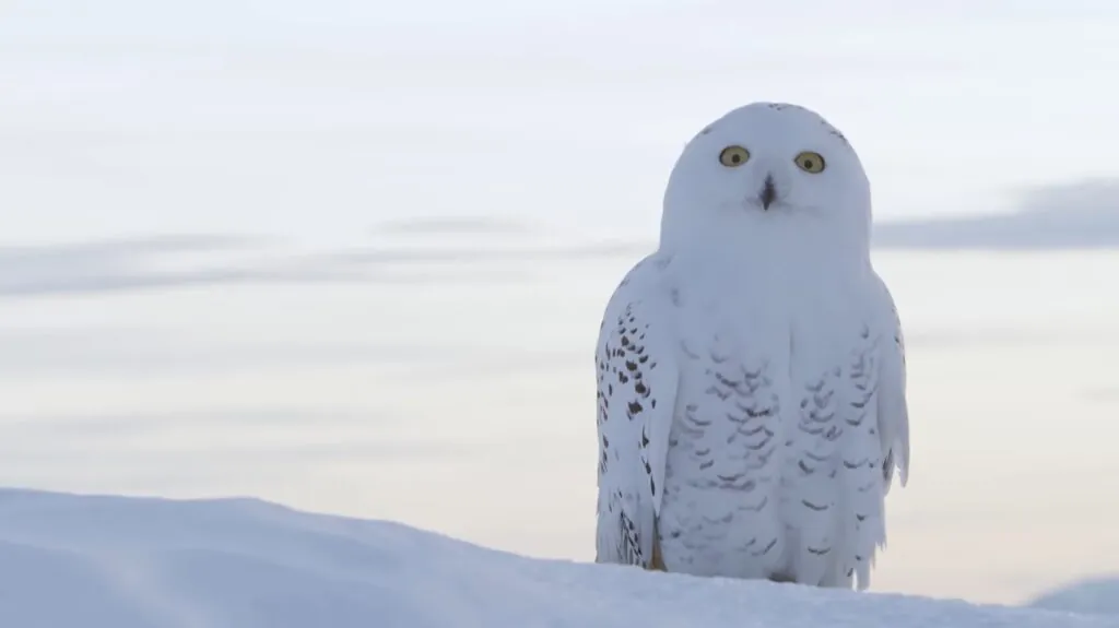 Snowy Owl