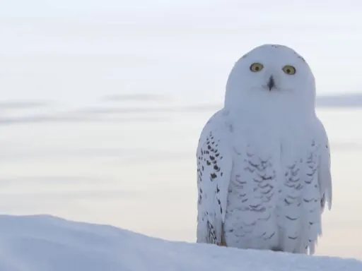 Snowy Owl