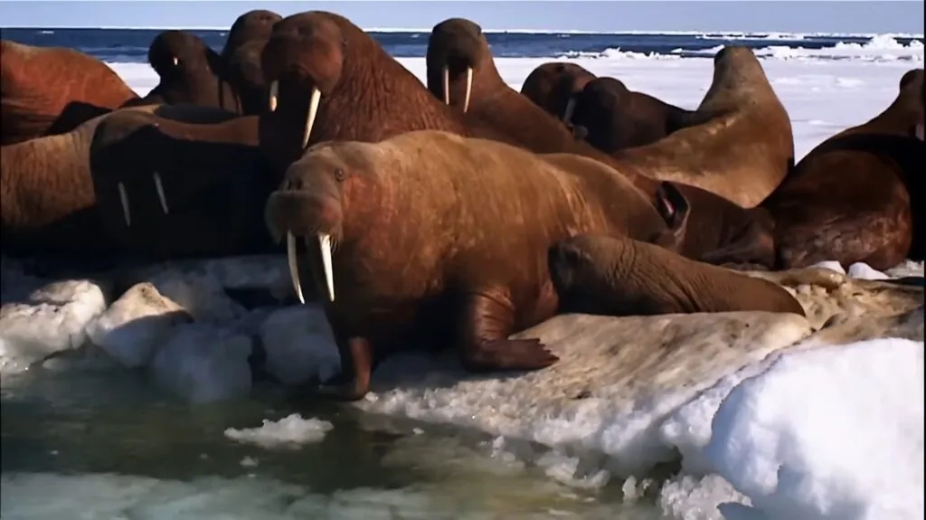 Walrus - top 10 animals