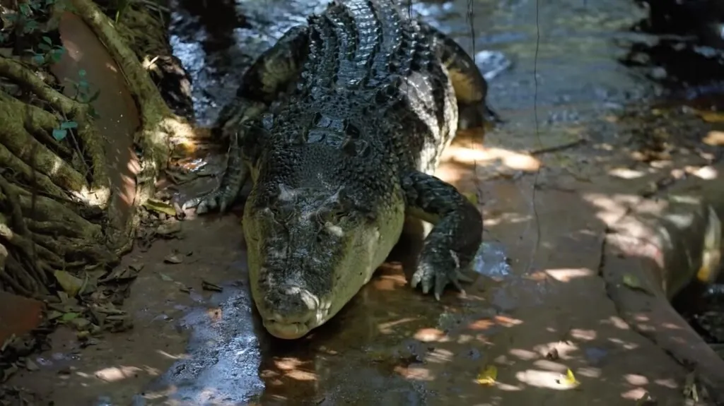 largest crocodile in captivity