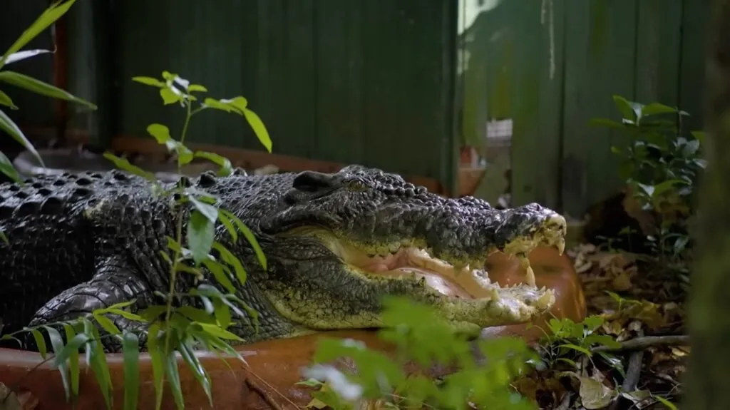 largest living crocodile