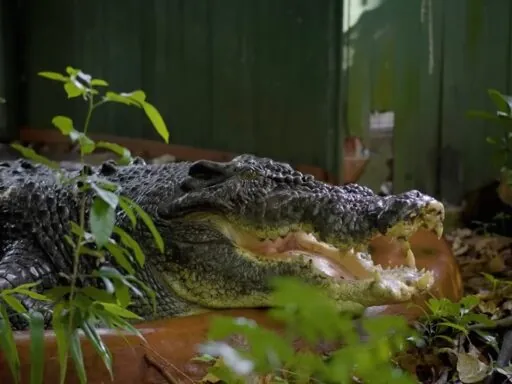 largest living crocodile