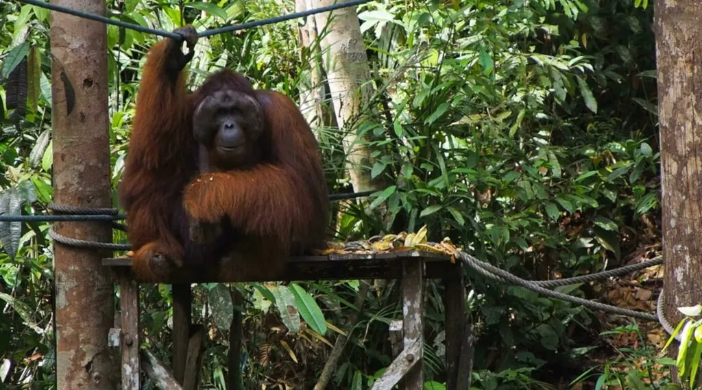 10 facts about Orangutans