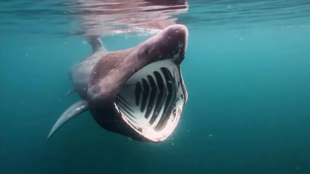 Basking Shark