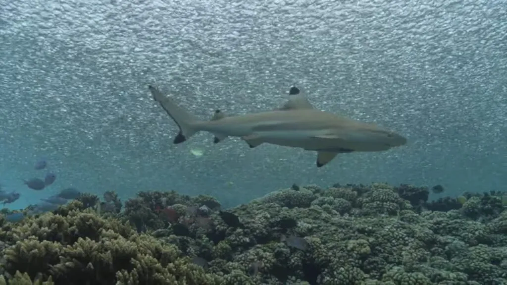 Blacktip Shark - deadliest sharks in the world