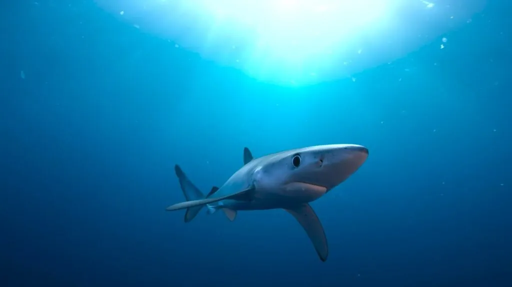 Blue Shark