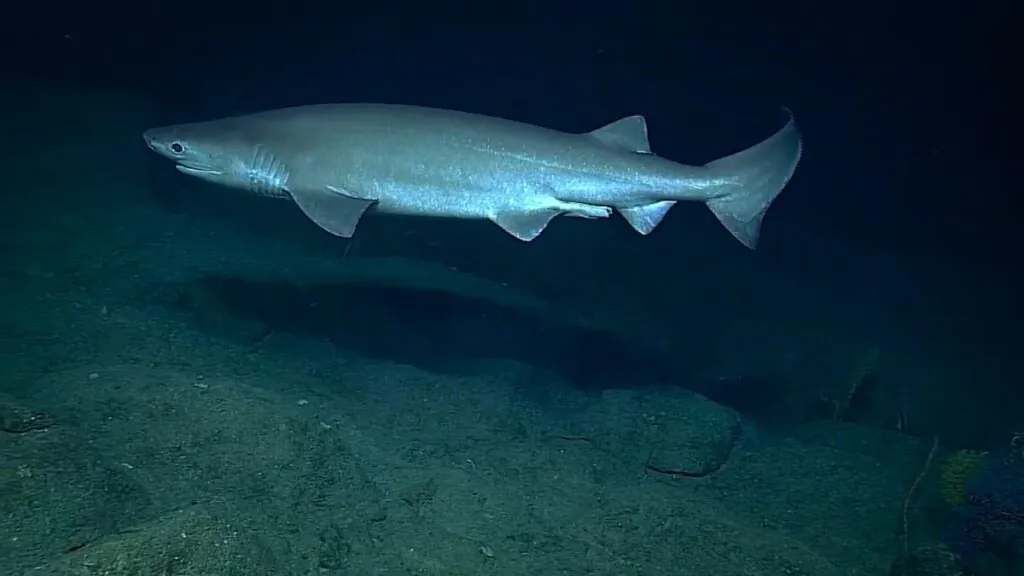 Bluntnose Sixgill Shark - largest fish in the world