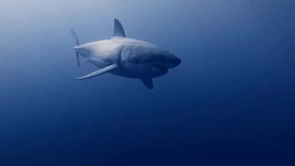 Bull Shark - most dangerous sharks to humans